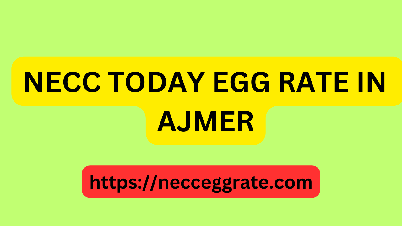 ajmer egg rate