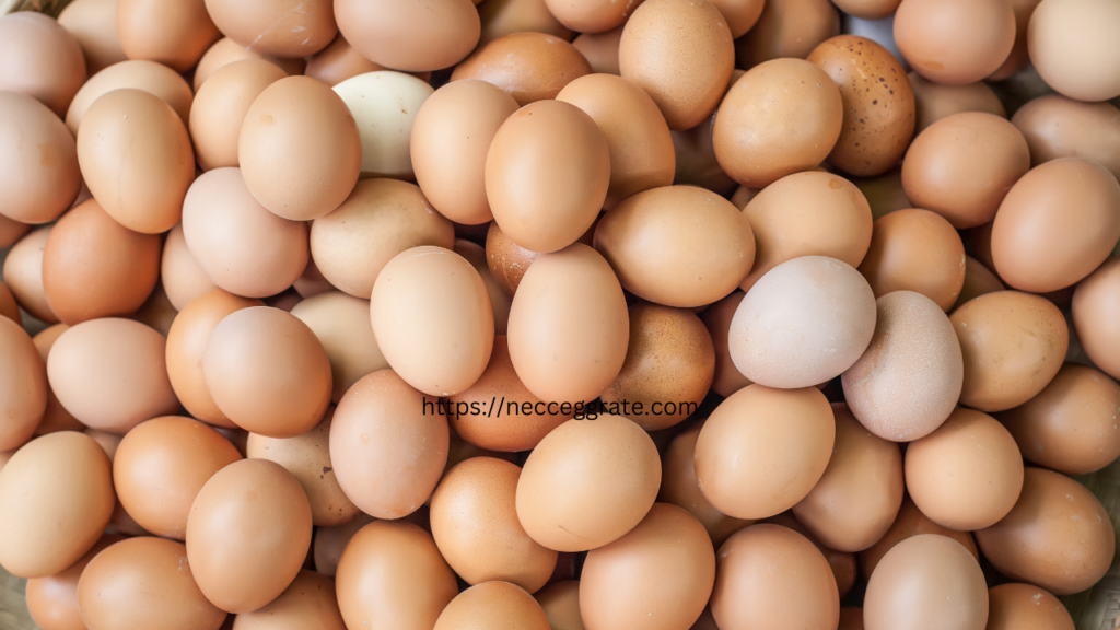 ajmer egg rate 